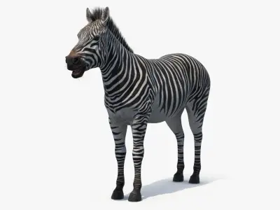  African Zebra Fur for Maya 