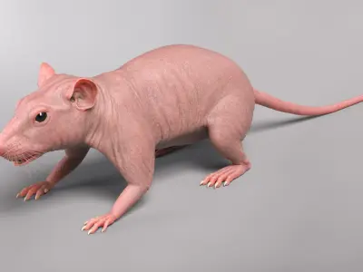  Rat Hairless 