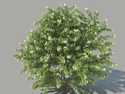 Philadelphus Coronarius 4 versions 3D model