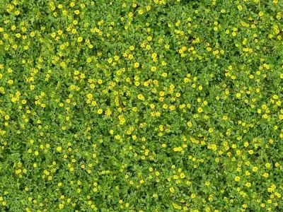 Seamless Grass with Yellow Flowers Texture  Texture