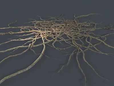 Wood Roots Low-poly 3D model