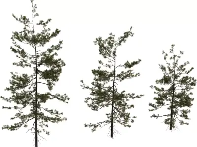 Tall Pine Tree Pack Low-poly 3D model