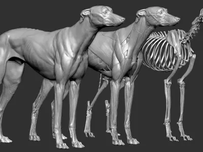 Dog Anatomy Canine Ecorche 