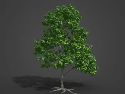 2021 PBR European Beech Collection - Fagus Sylvatica  3D model