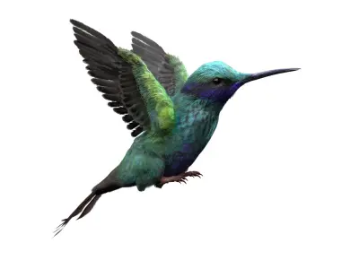  Hummingbird Fur Animated Rigged 
