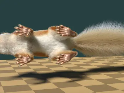  Squirrel 