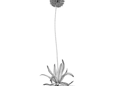 Allium Plant  Allium giganteum 3D model