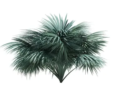 Silver Fan Palm Tree 3D Model 3m 3D model