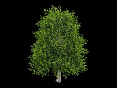 Realistic Tree Low-poly 3D model