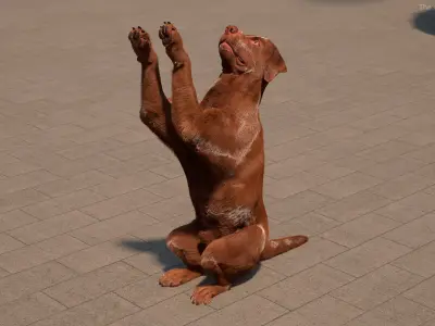  Brown Labrador Dog Begging Pose Fur Animated Rigged for Cinema 4D 