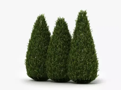 Shrubs three coniferous trees 3D model