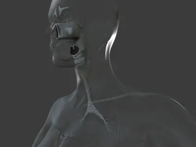 Ultimate Female Anatomy Project 3D model