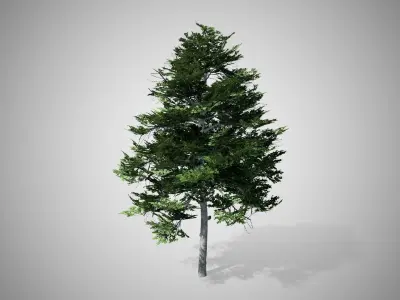 Black Gum Tree Low-poly 3D model