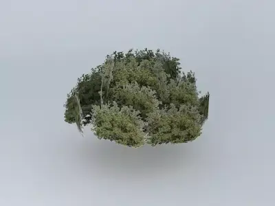 Tree 2 on reef street Free 3D model