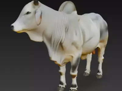 Brahman Bull 3D Model Low-poly 3D model