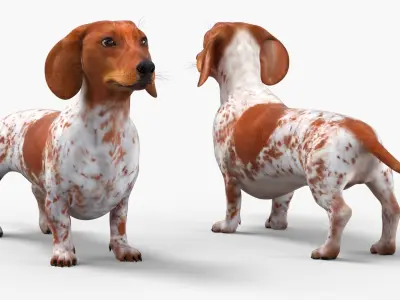  Short-Legged Hound with Dapple Coat Rigged for Maya 
