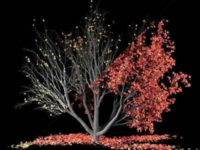 Maple tree-Fall and winter 3D model