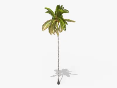 Coconut Palm Tree 3698 - Health Collection Low-poly 3D model