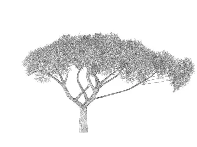 Thorn Tree 3D model