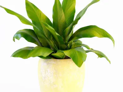 Plant in bowl 3D model