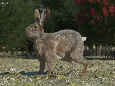  Jackrabbit Fur Rigged for Cinema 4D 