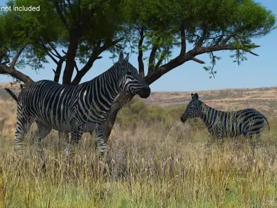  Striped Equine Running 