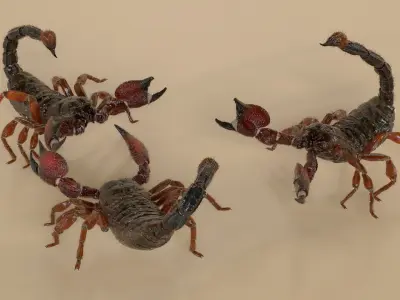  Realistic Scorpion Strikes Fur Animated Rigged for Maya 