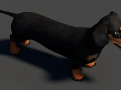  Black Dachshund Dog 