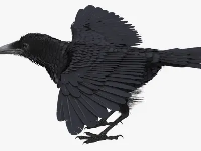  Common Raven Rigged for Cinema 4D 
