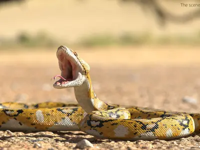  Reticulated Python Rigged for Cinema 4D 