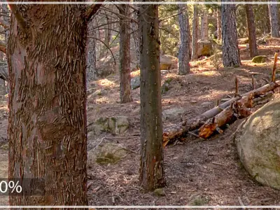 HDR FOREST PATH 2 3D model