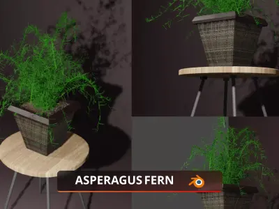 Indoor plant asparagus fern Low-poly 3D model
