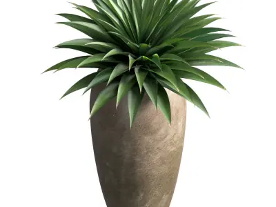 Agave plant in tall modern vase Tall Pot 3D model
