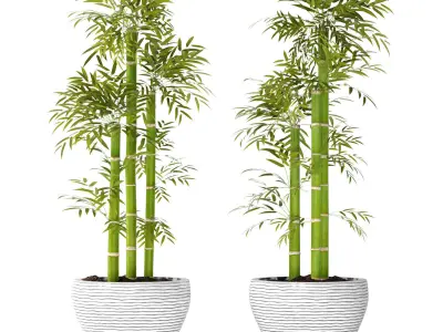 Bamboo Trees 3D model