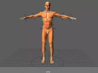 Human Anatomy Male Rig 3D model