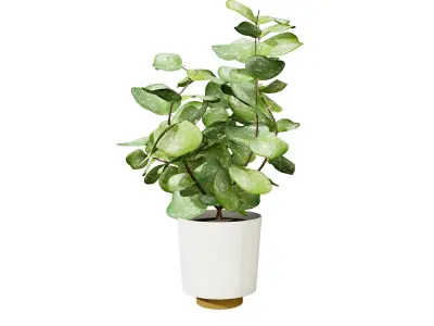 Indoor Hoya potted plants collection Low-poly 3D model
