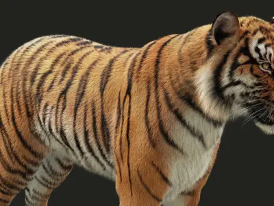  Bengal Tiger ANIMATED XGEN 