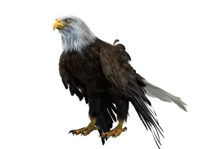  American Eagle Fur Animated Rigged 3D 