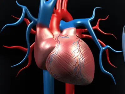  Human Cardiovascular System 
