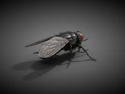  Housefly Animated 