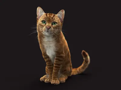  Cat Orange Tabby RIG - XGEN version 