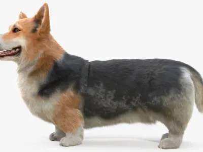  Tricolor Welsh Corgi Pembroke Standing Pose Fur 