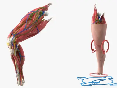  Knee Human Anatomy Rigged 