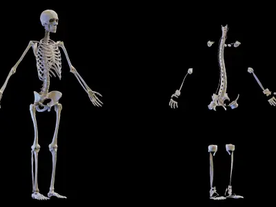  Complete Human Female Anatomy Set 