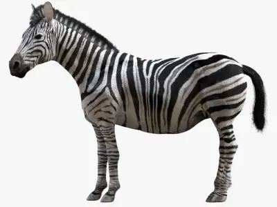  Zebra (Rigged) 