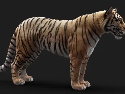  Bengal Tiger ANIMATED Yeti 