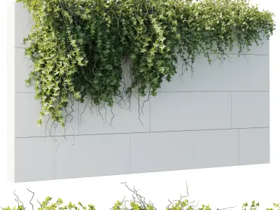 ivy hanging from the wall - outdoor plants set 173  3D model