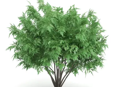 Amur Maple Acer ginnala 3D model