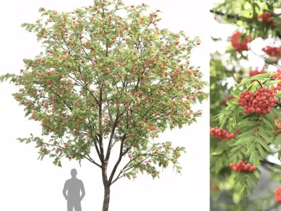 Sorbus 02 3D model