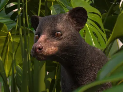  Asian Palm Civet Musang Dark Coat Rigged 